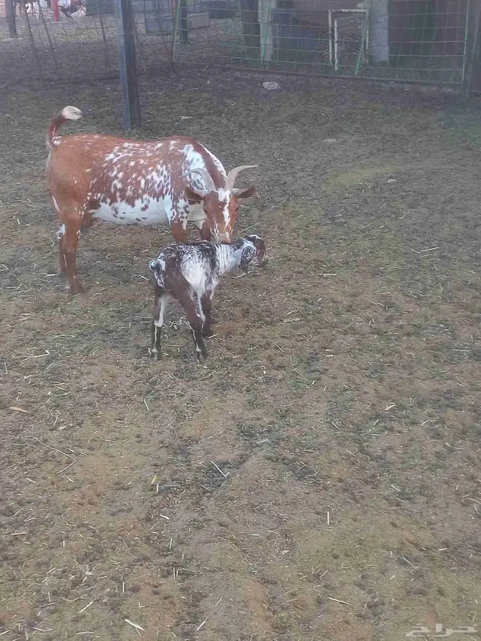 للبيع خرفان وعنز 5