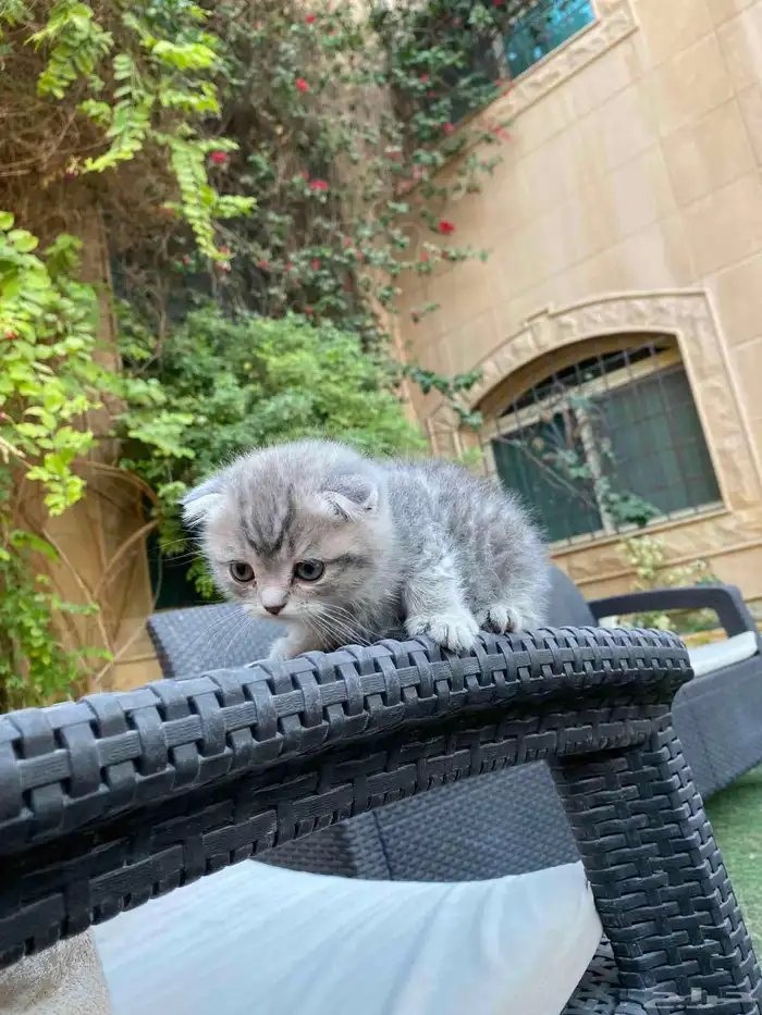 سكوتش فولد مطعمين بيور الوان مميزة للبيع ولايوجد تبني 23