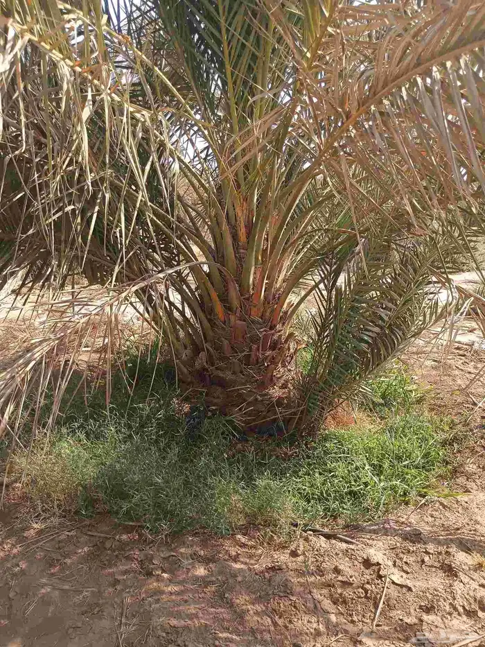 يوجد لدينا نقايل صقعي من متر لا مترين 7