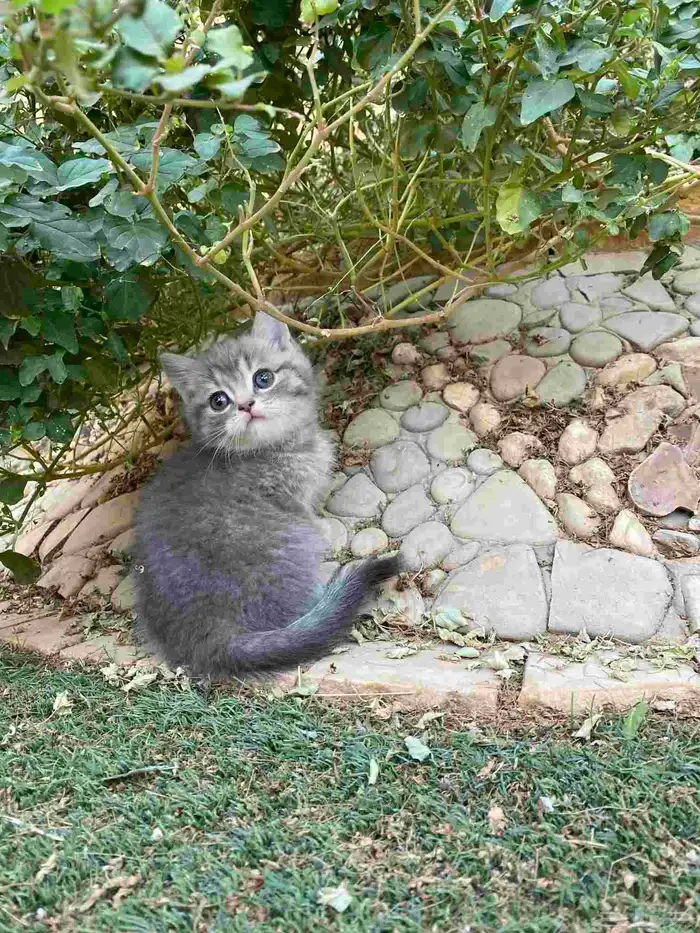 سكوتش فولد مطعمين مدربين للبيع ولايوجد تبني 30