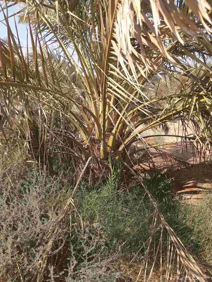 يوجد لدينا نقايل صقعي من متر لا مترين 6