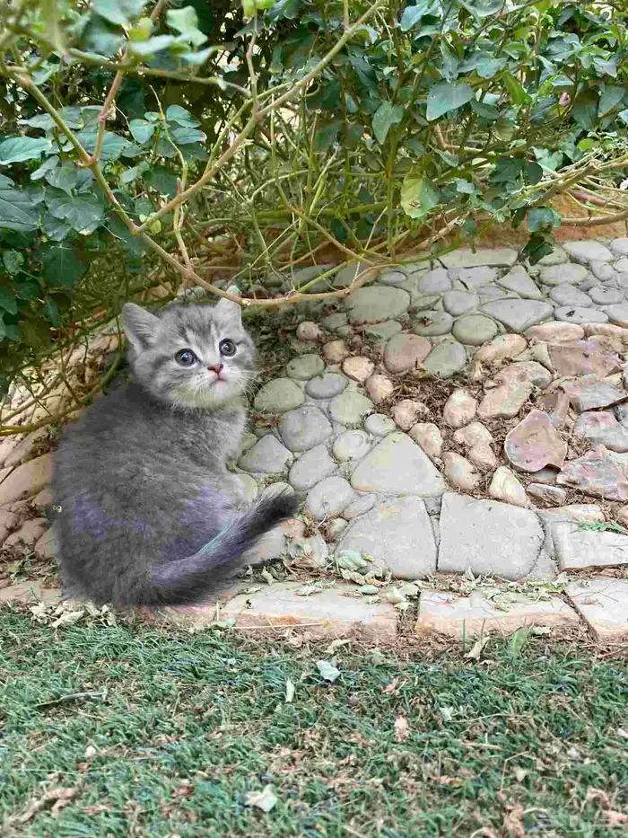 سكوتش فولد مطعمين بيور الوان مميزة للبيع ولايوجد تبني 29