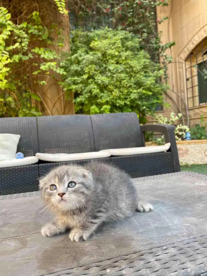 سكوتش فولد مطعمين بيور الوان مميزة للبيع ولايوجد تبني 42