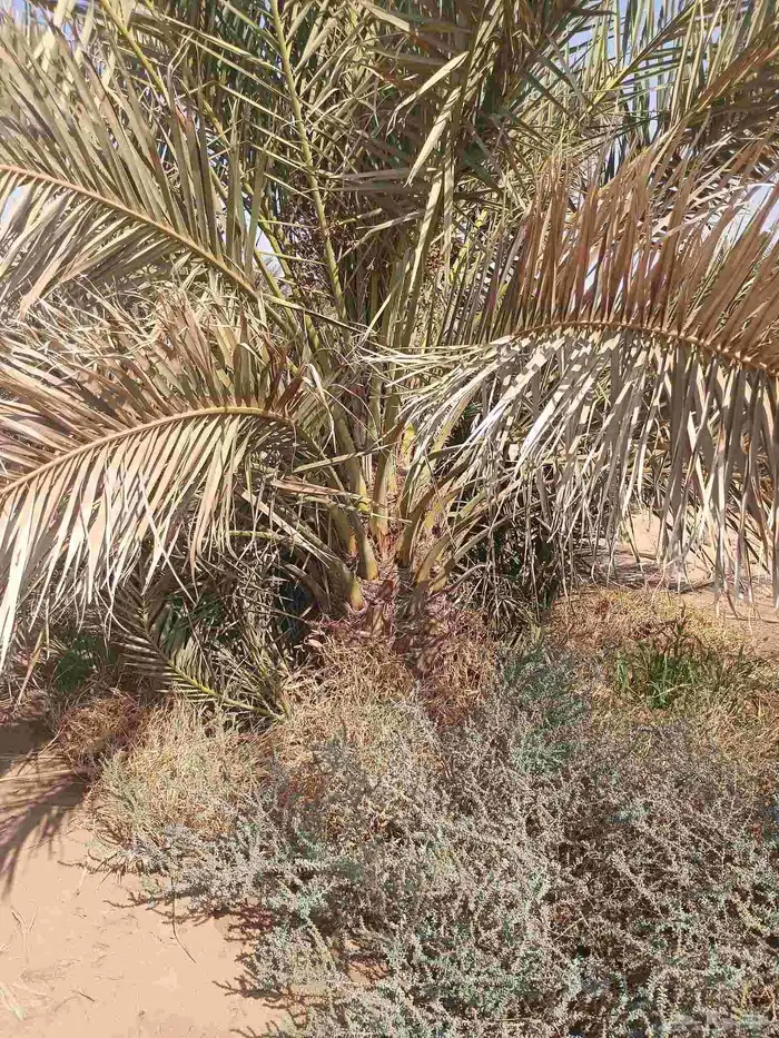 يوجد لدينا نقايل صقعي من متر لا مترين 3