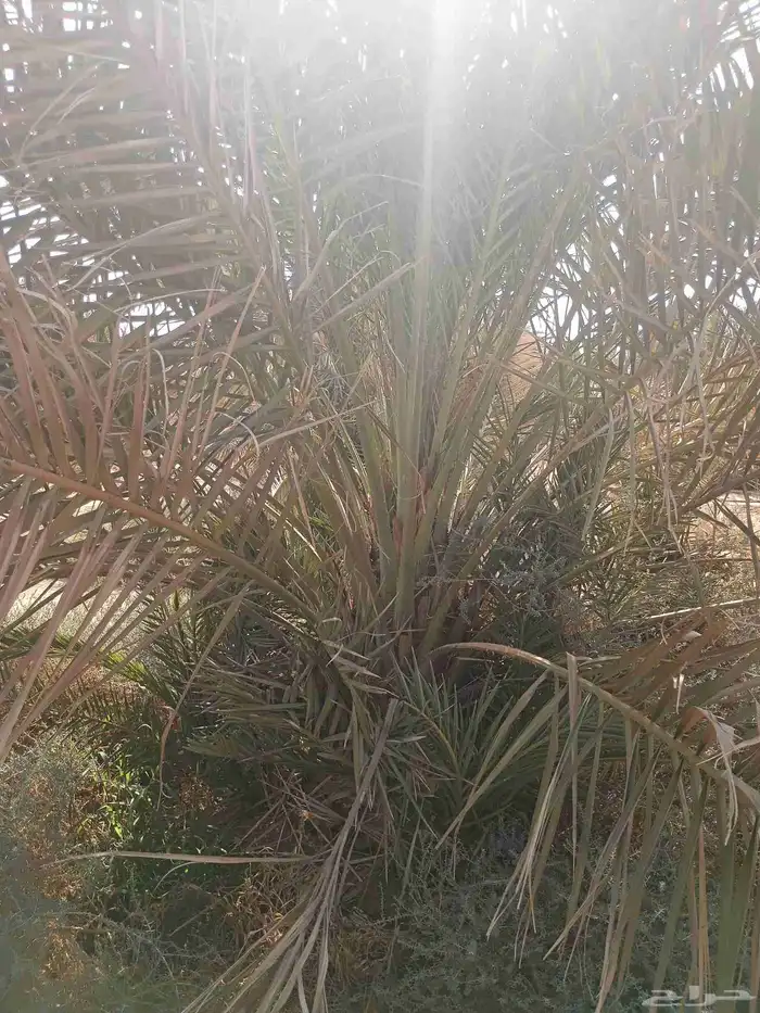 يوجد لدينا نقايل صقعي من متر لا مترين 2