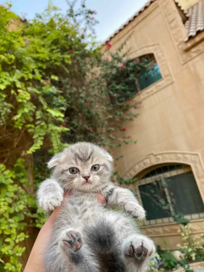 سكوتش فولد مطعمين بيور الوان مميزة للبيع ولايوجد تبني 10