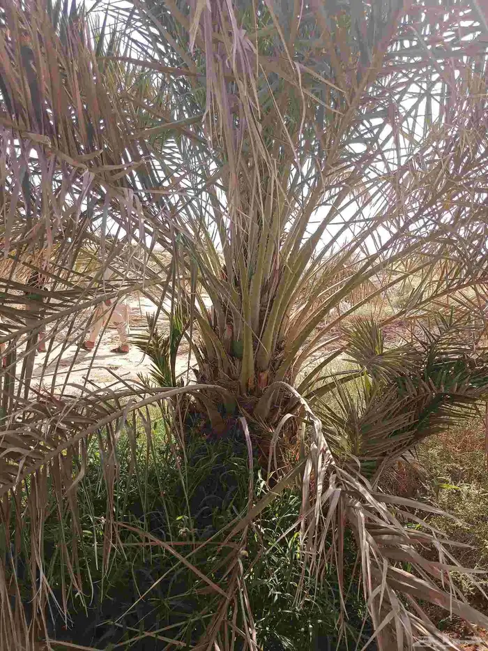 يوجد لدينا نقايل صقعي من متر لا مترين 5