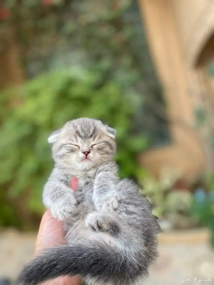 سكوتش فولد مطعمين بيور الوان مميزة للبيع ولايوجد تبني 20