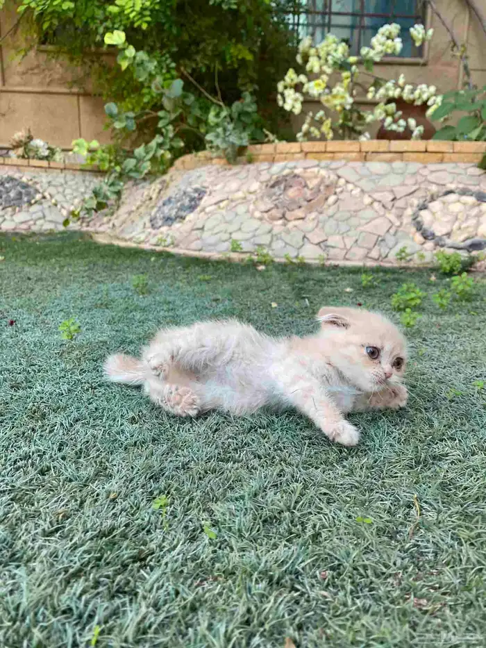 سكوتش فولد مطعمين بيور الوان مميزة للبيع ولايوجد تبني 26