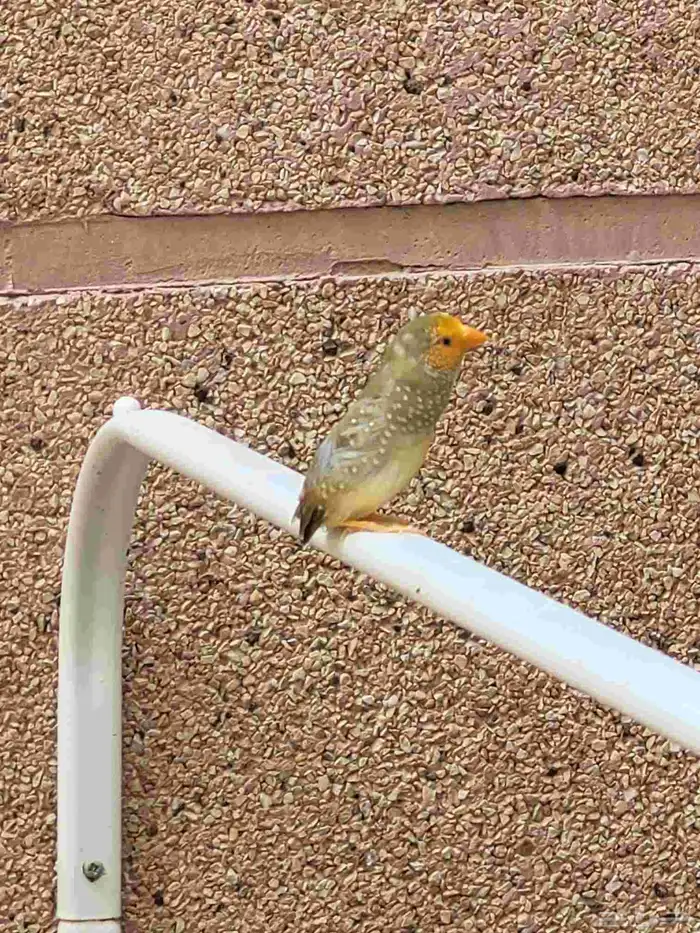 فروخ ستار فنش للغر 0