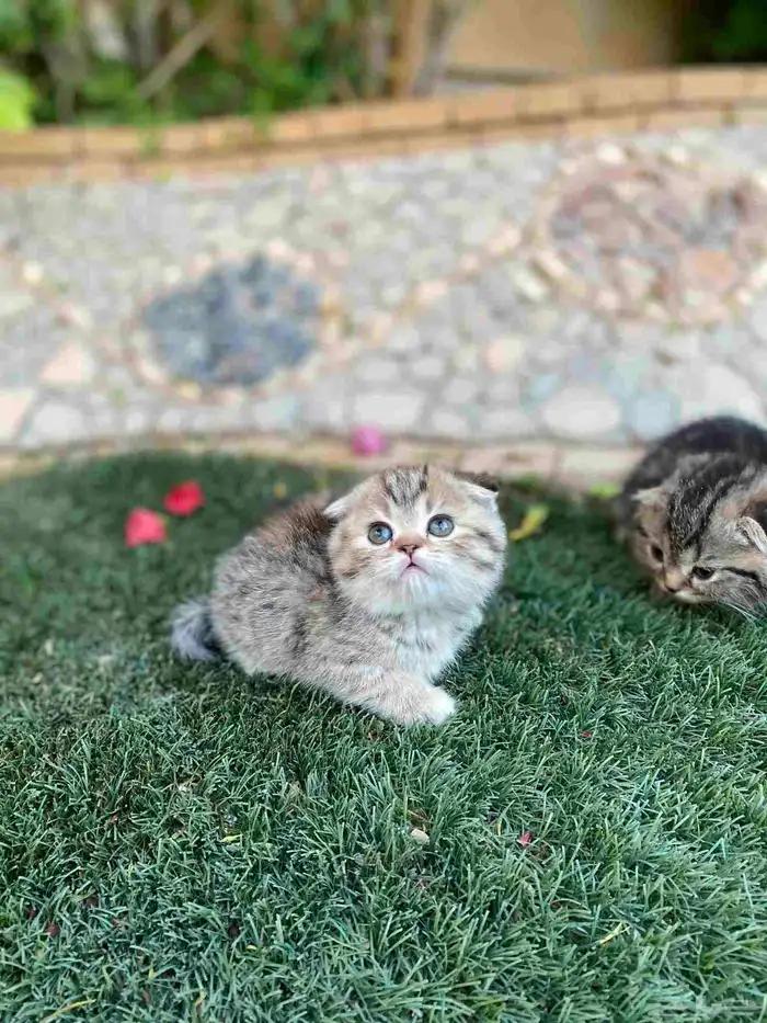 سكوتش فولد مطعمين مدربين للبيع ولايوجد تبني 16