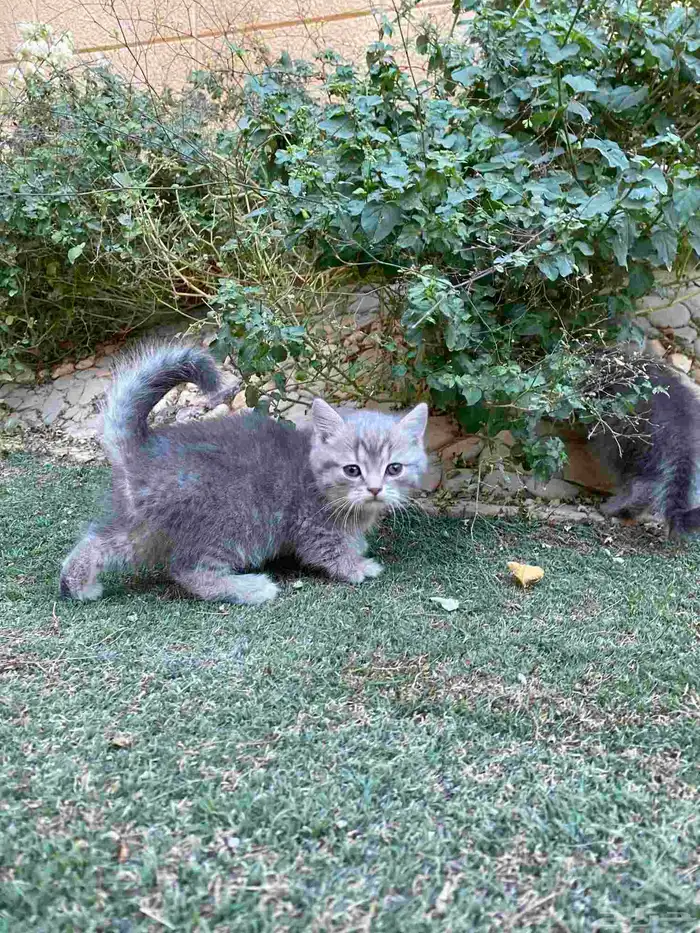 سكوتش فولد مطعمين بيور الوان مميزة للبيع ولايوجد تبني 35