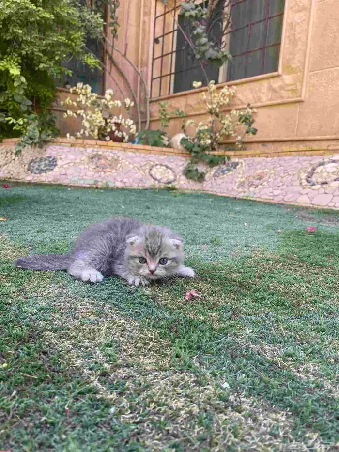 سكوتش فولد مطعمين مدربين للبيع ولايوجد تبني 0