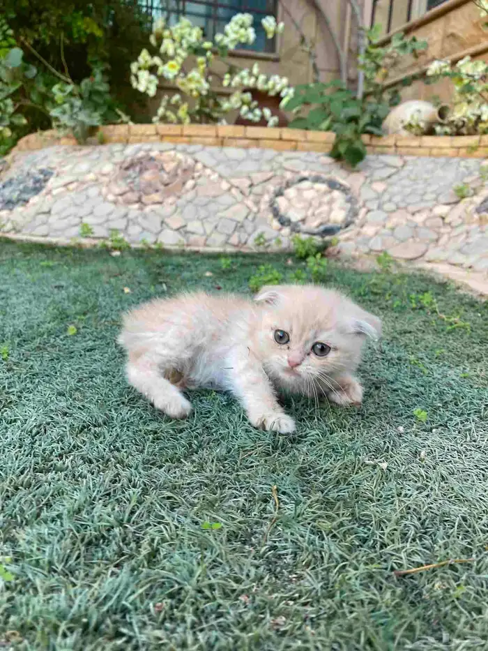 سكوتش فولد مطعمين بيور الوان مميزة للبيع ولايوجد تبني 7