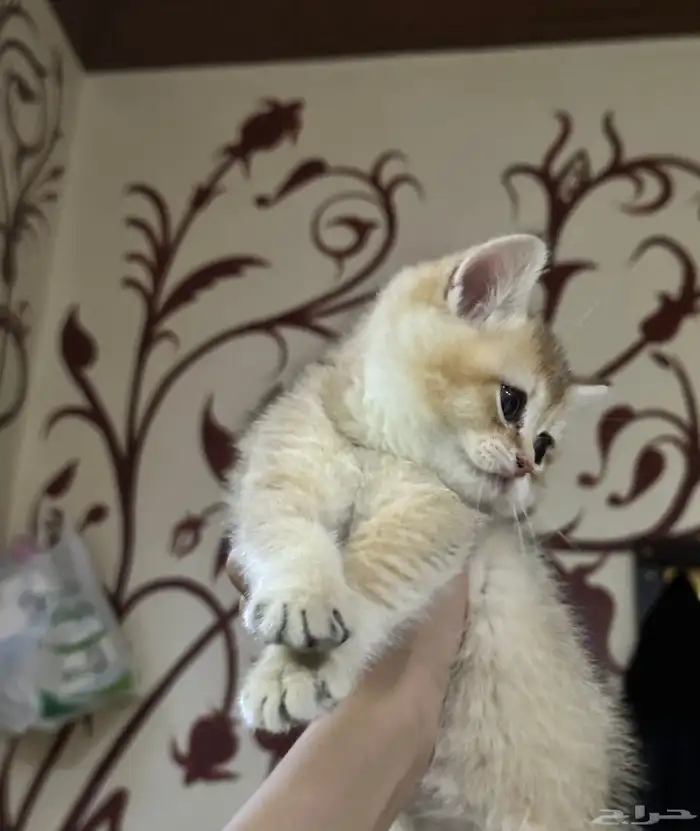 قط بريتش شورت هير بيع مستعجل 0