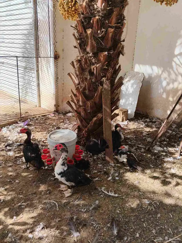 30 جوز بط مسكوفي بياض عمر سنة 8