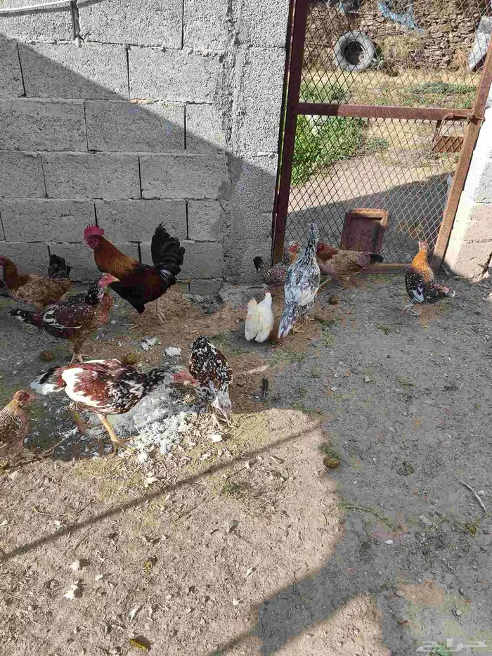 (دجاج عربي ترثه) و (دجاج باكستاني سندي) 2