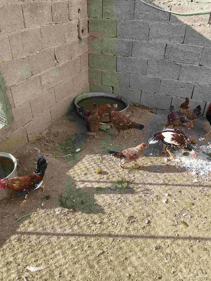 (دجاج عربي ترثه) و (دجاج باكستاني سندي) 1