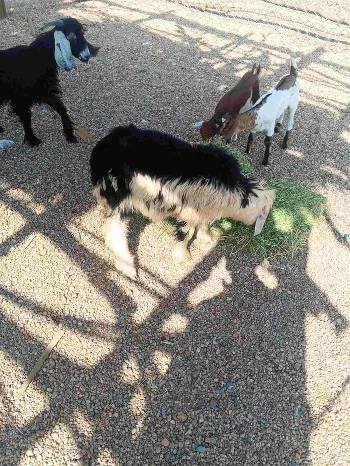 تيس وجفره وطلي 3