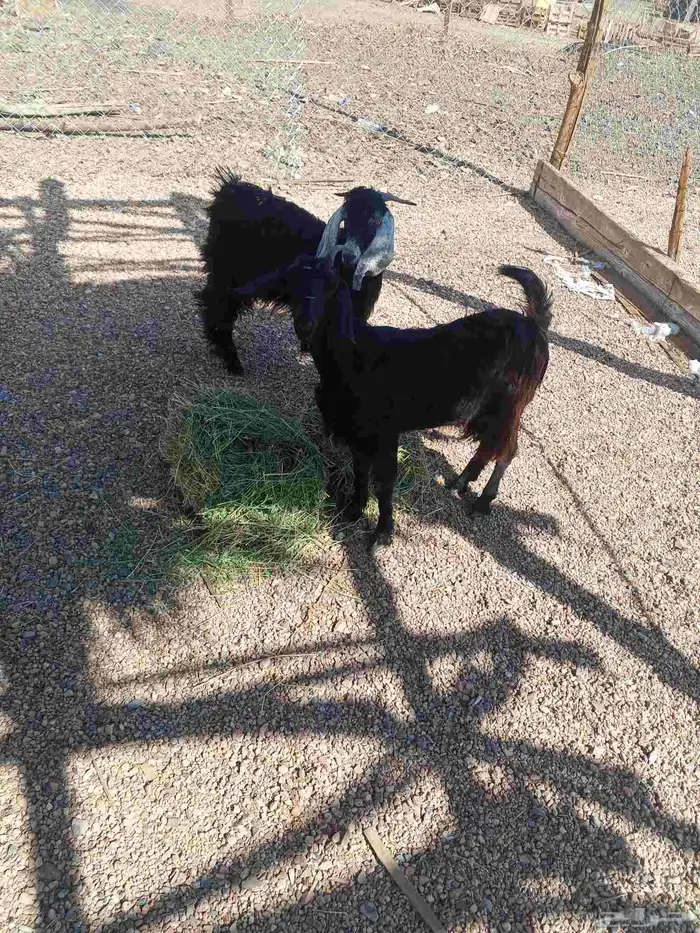 تيس وجفره وطلي 8