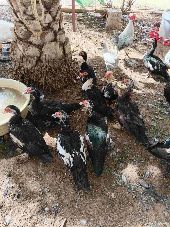 30 جوز بط مسكوفي بياض عمر سنة 6