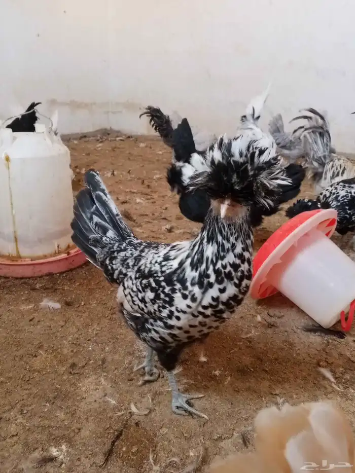 دجاج بولش بيور فاخر 1