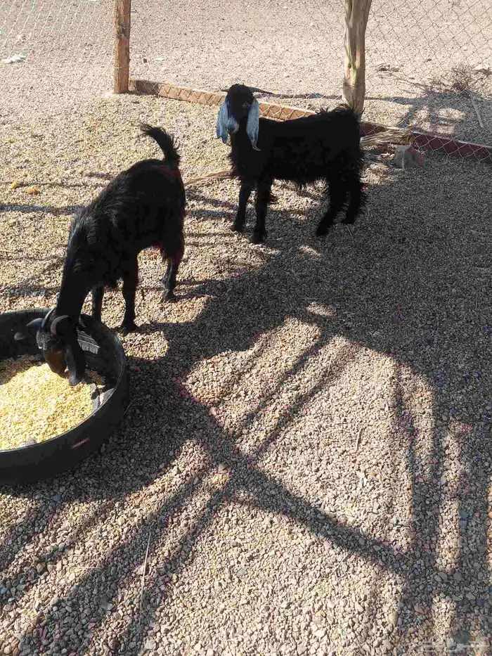 تيس وجفره وطلي 5