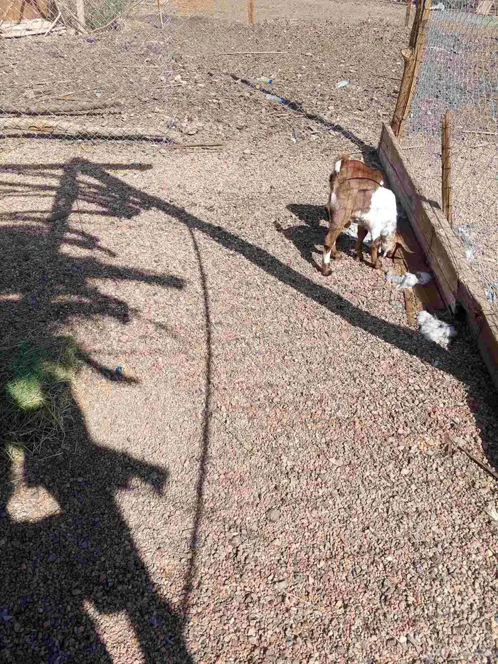 تيس وجفره وطلي 0