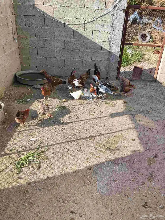 (دجاج عربي ترثه) و (دجاج باكستاني سندي) 0