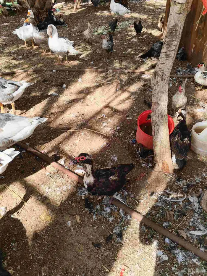 30 جوز بط مسكوفي بياض عمر سنة 4