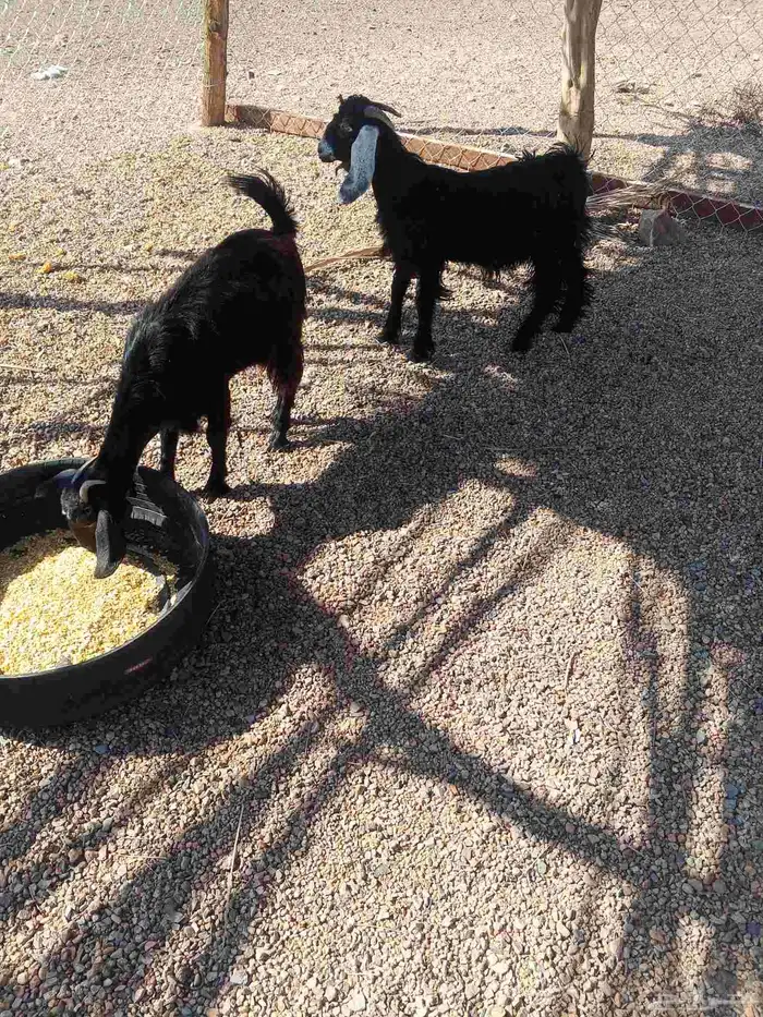 تيس وجفره وطلي 4