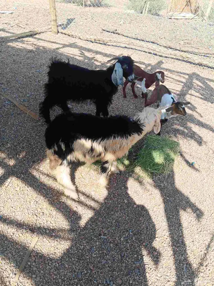 تيس وجفره وطلي 2