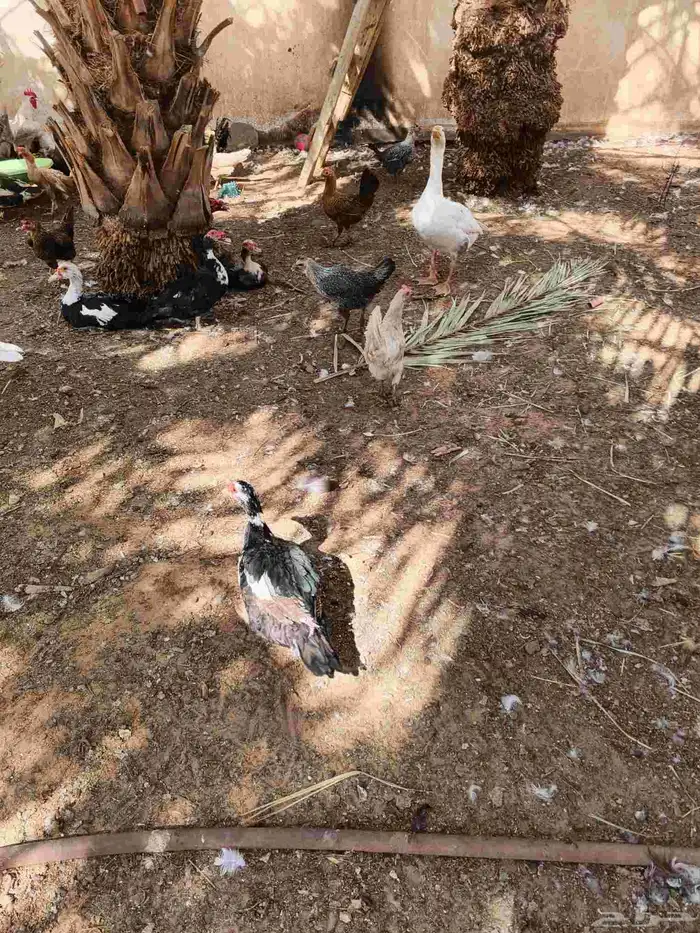 30 جوز بط مسكوفي بياض عمر سنة 1