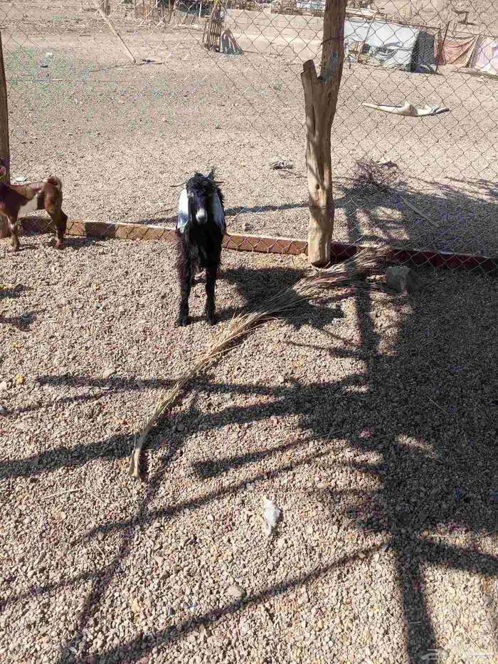 تيس وجفره وطلي 6