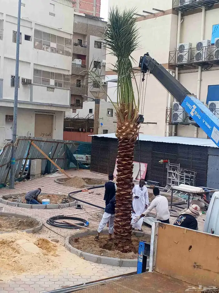 يوجد لدينا نخل للبيع جده مكه الطائف نخل مثمر نخل واشنطني 5