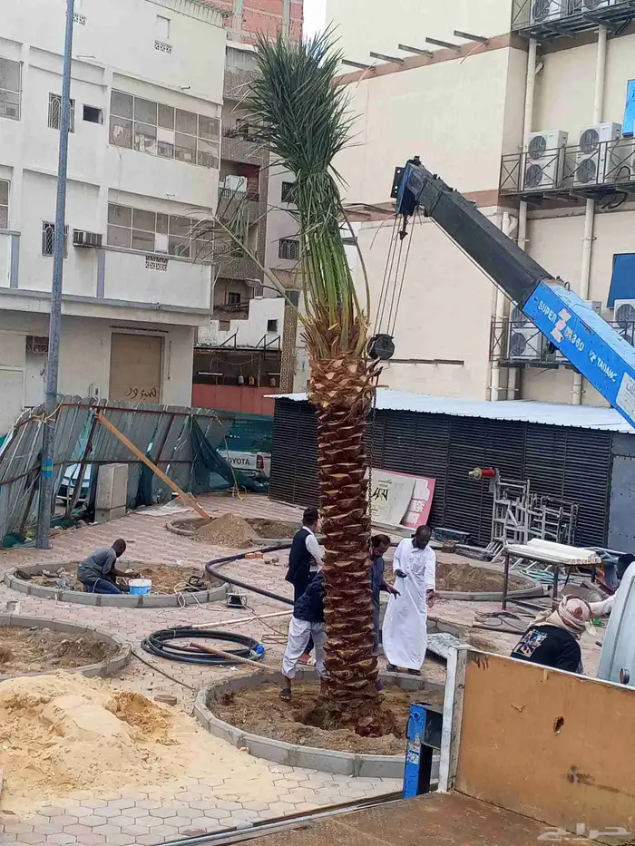 يوجد لدينا نخل للبيع جده مكه الطائف نخل مثمر نخل واشنطني 4
