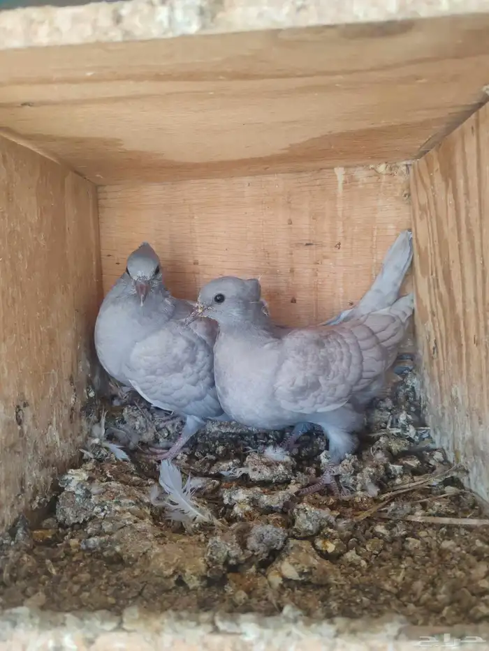 حمام هندي سليطي 2