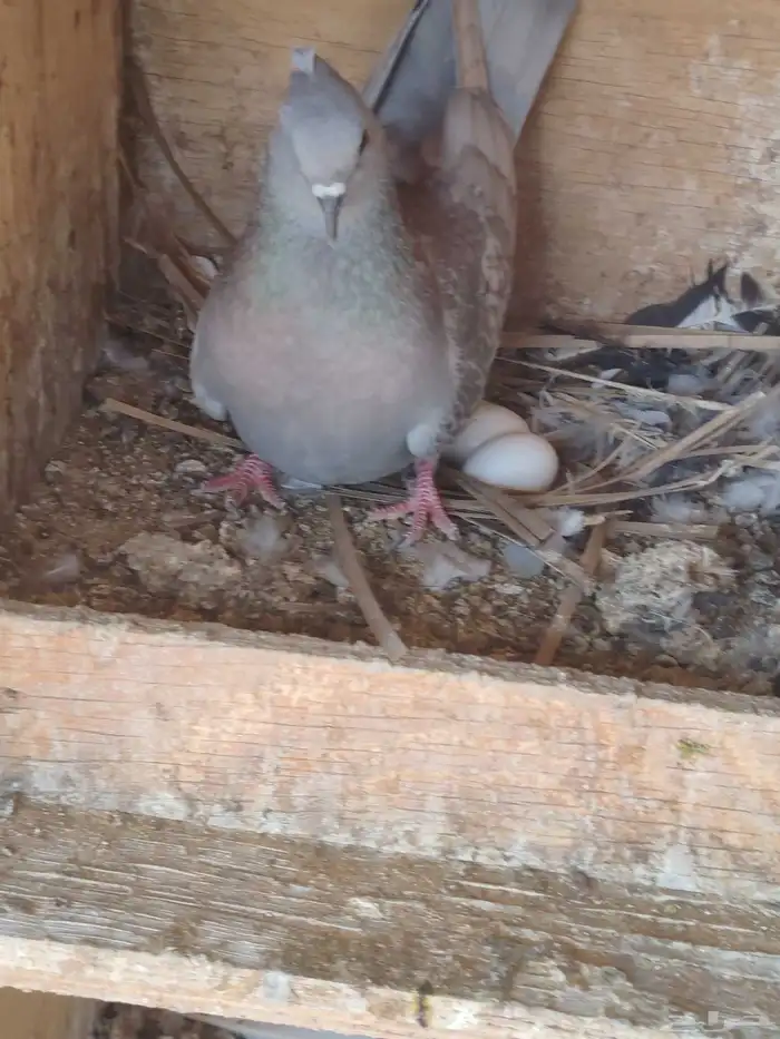 حمام هندي سليطي 0