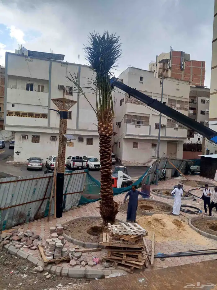 يوجد لدينا نخل للبيع جده مكه الطائف نخل مثمر نخل واشنطني 6