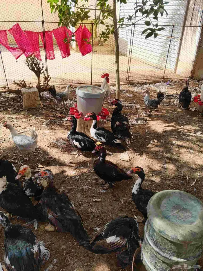 30 جوز بط مسكوفي بياض عمر سنة 7