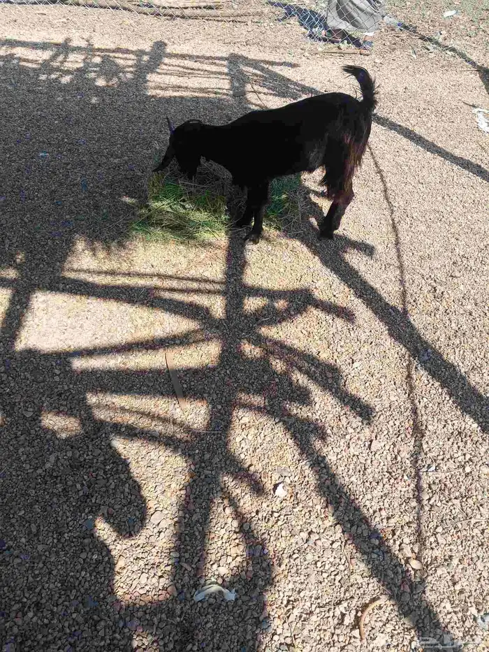 تيس وجفره وطلي 7