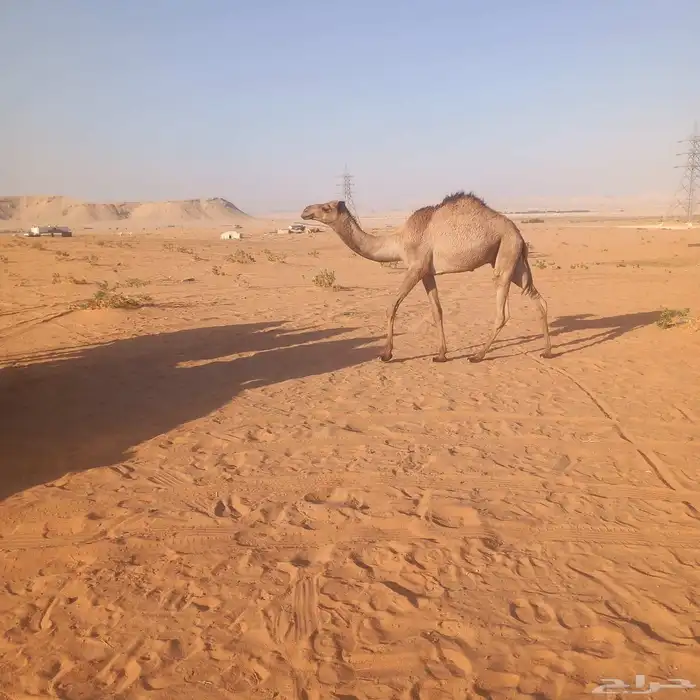 حاشي قعود مفرود طيب موقعه ضرما 1