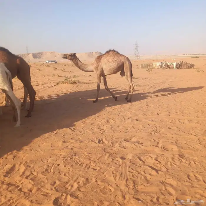 حاشي قعود مفرود طيب موقعه ضرما 0