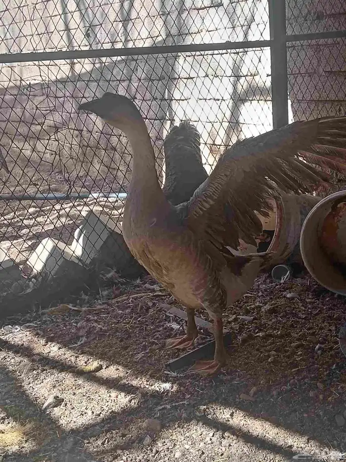 وز عراقي تم البيع 6