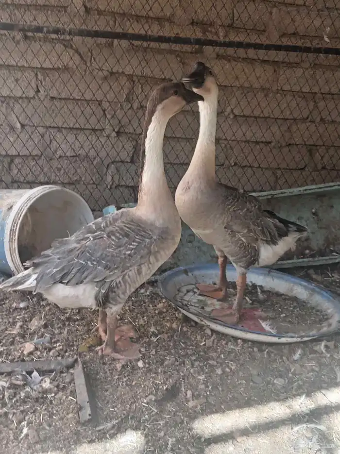 وز عراقي تم البيع 0