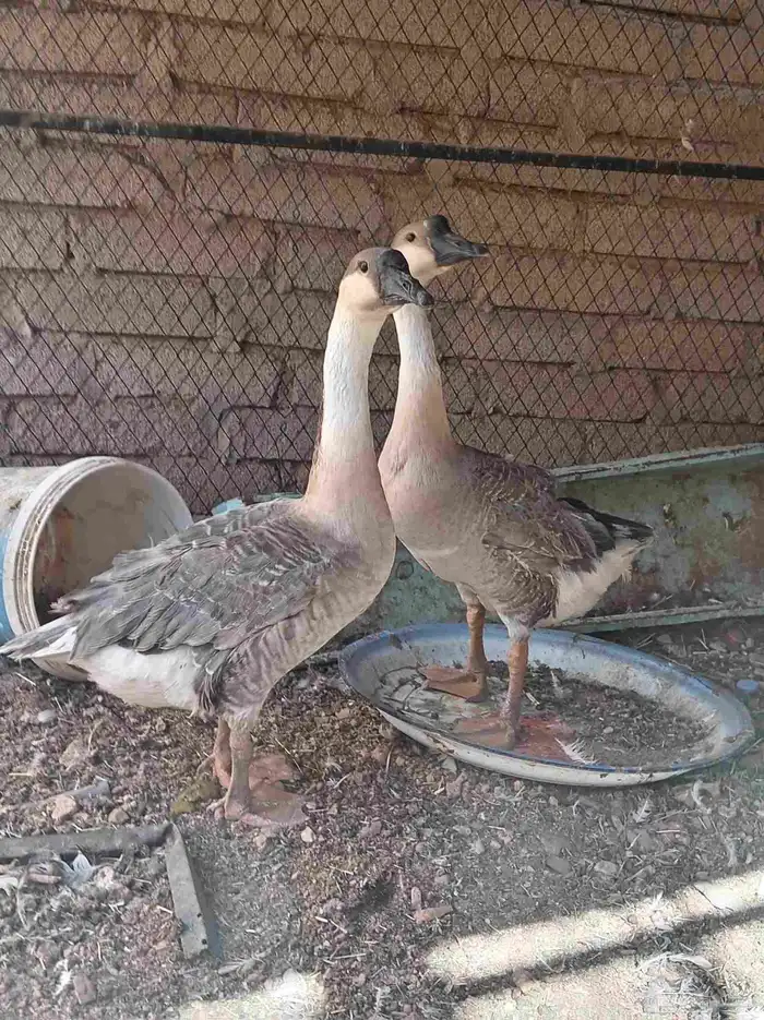 وز عراقي تم البيع 1