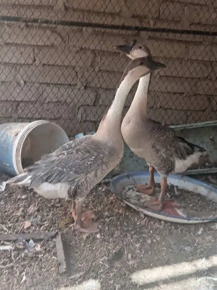 وز عراقي تم البيع 3