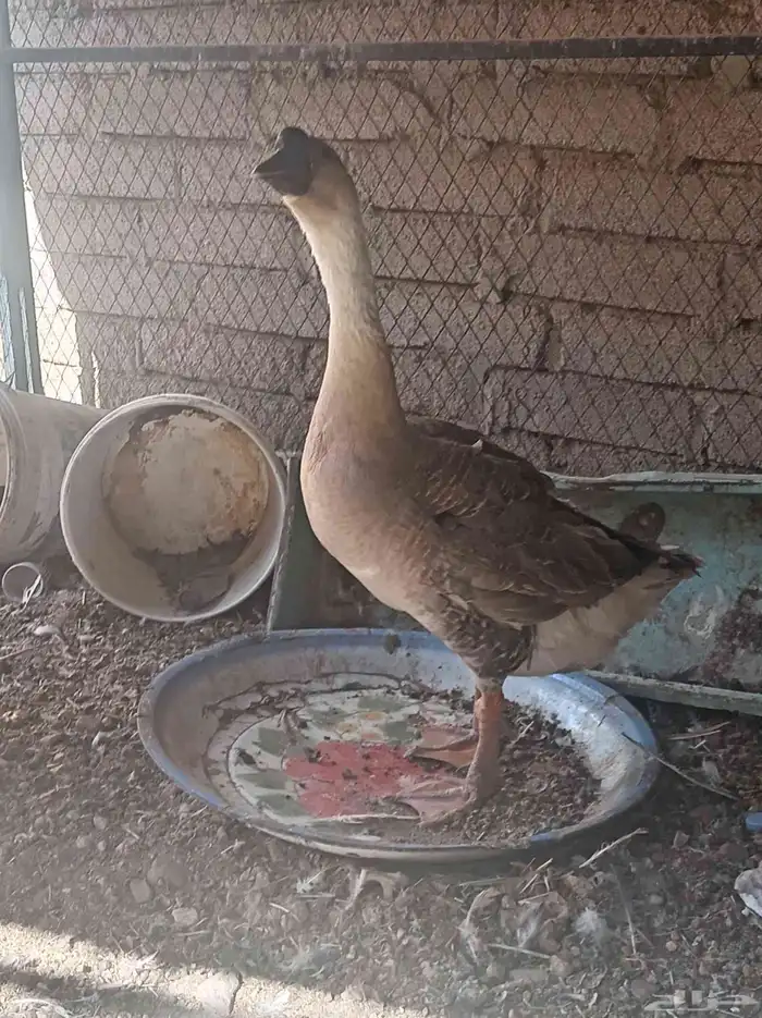 وز عراقي تم البيع 5