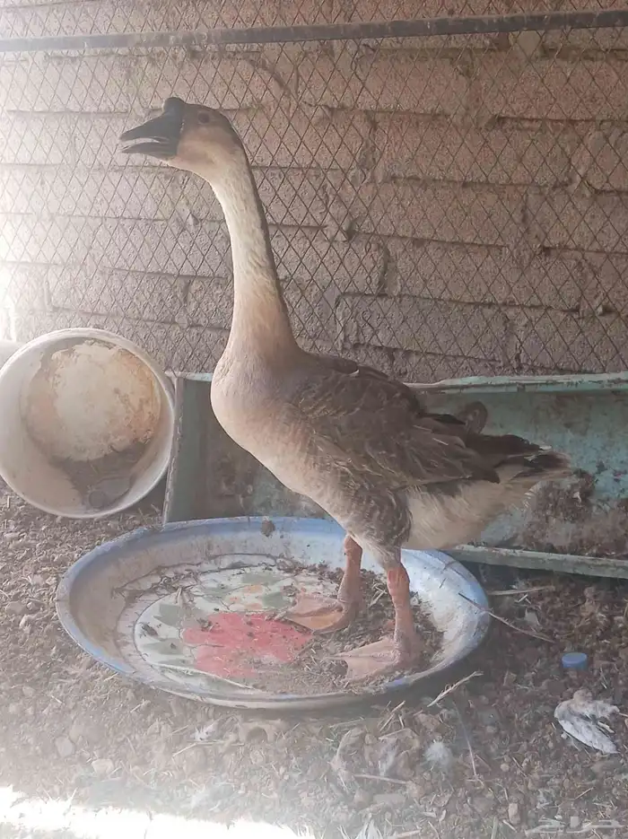 وز عراقي تم البيع 7