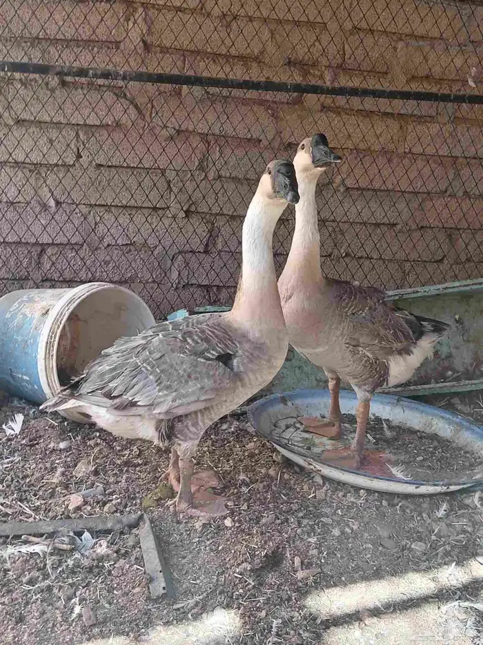 وز عراقي تم البيع 2